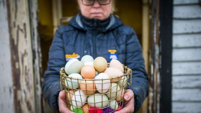 Olika hönor kan ge olika färger på äggen och Annika Klintberg är en av de som gillar att blanda färgtonerna.