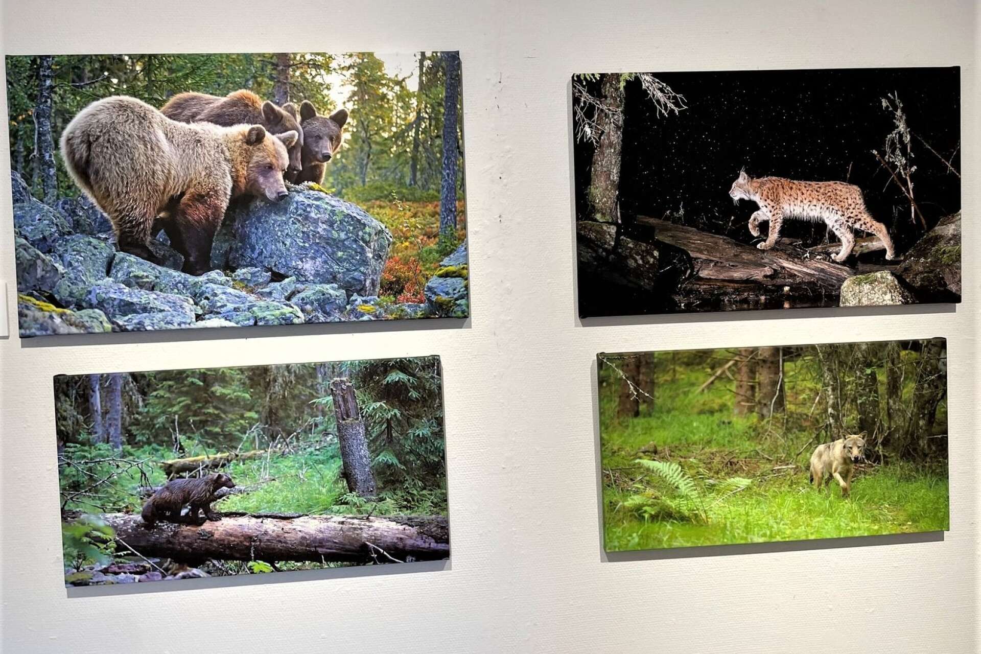 De stora rovdjuren björn, lodjur, varg och järv. Foto av Vidar Svarttjernet.