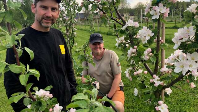 Dessa dagar i maj är som finast vad gäller äppelträd då träden står i blom. Öistein Jamtveit, till vänster, och Jan-Erik Sannerud, hoppas sedan på mycket frukt.