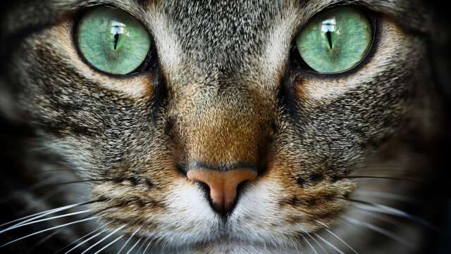 Lagen om att alla katter ska vara id-märkta och registrerade i Jordbruksverkets kattregister trädde i kraft i januari 2023.
