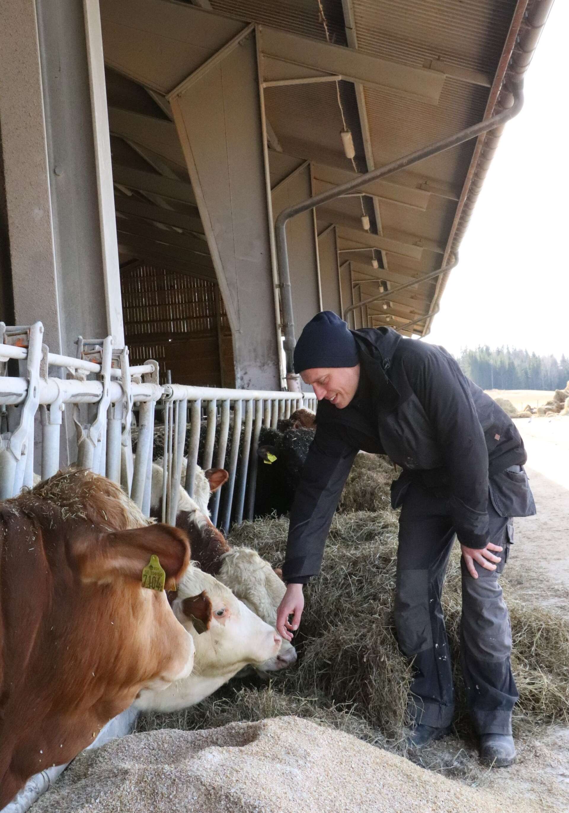 Erik Forsberg har flera grenar i sitt jordbruksföretag. På gården finns också 180 tjurar.