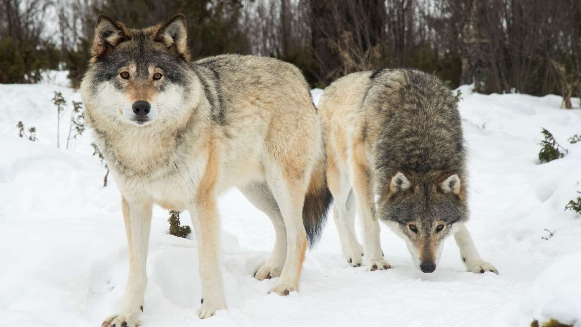 Länsstyrelsen avslår begäran om skyddsjakt på två vargar i Skacksjöreviret.