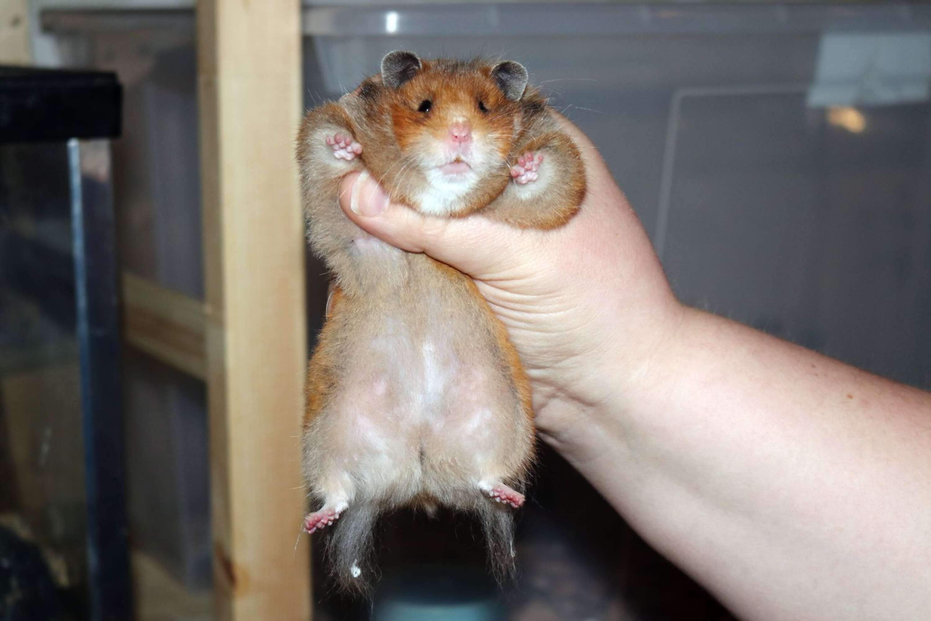 Marikas hamstrar gillar att bli pysslade med. Magen vill de helst inte att man rör, men de vill gärna bli klappade över ryggen. Så som hon håller på bilden brukar domarna ta när de ska bedöma en hamster på en utställning.