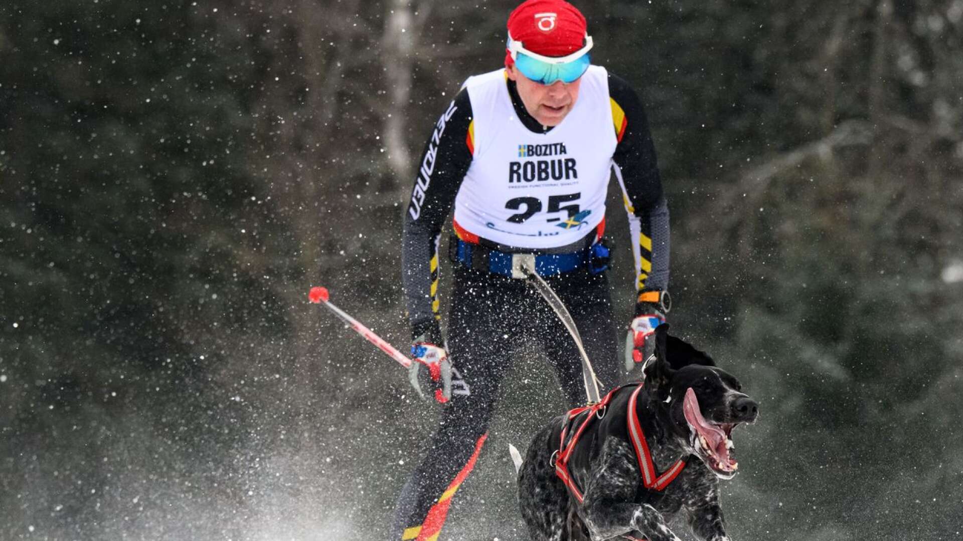 Timo Silvola, Degerfors BK, kammade hem ett guld och två silver i draghund på SM-veckan och fredagens silver i combined 15 km vann han med blandrasen Tjabbe.