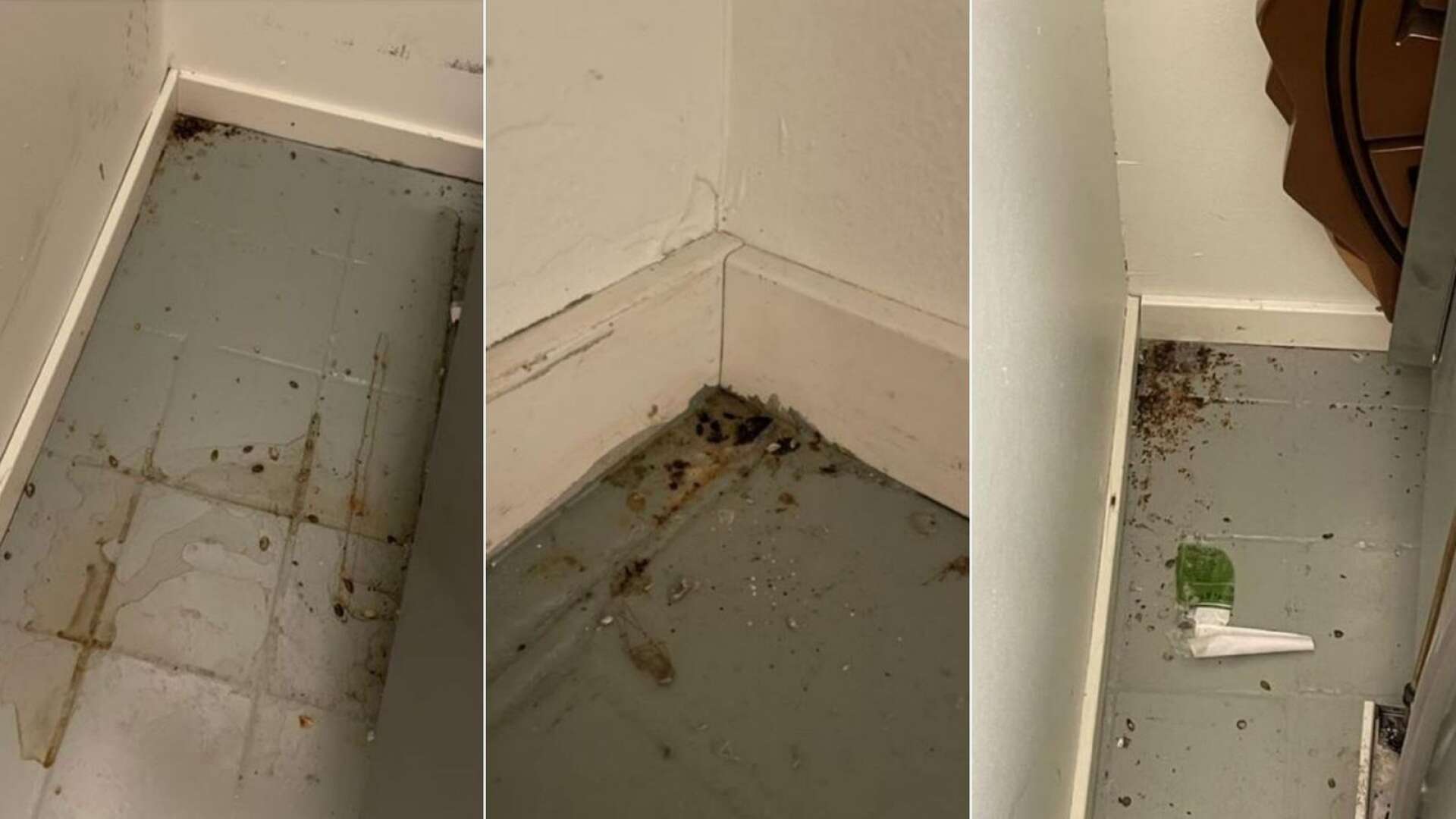 I tre hörn i caféets lagerrum hittades musspillning vid Miljöförvaltningens inspektion.