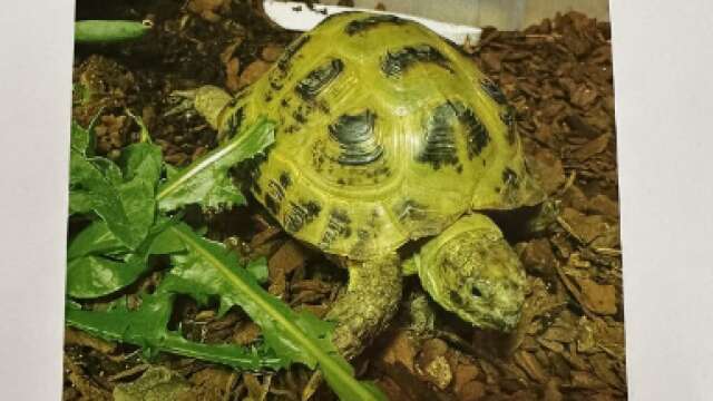 Den här sköldpaddan försvann från ett villaområde i Äng Ed förra veckan och är fortfarande på rymmen.