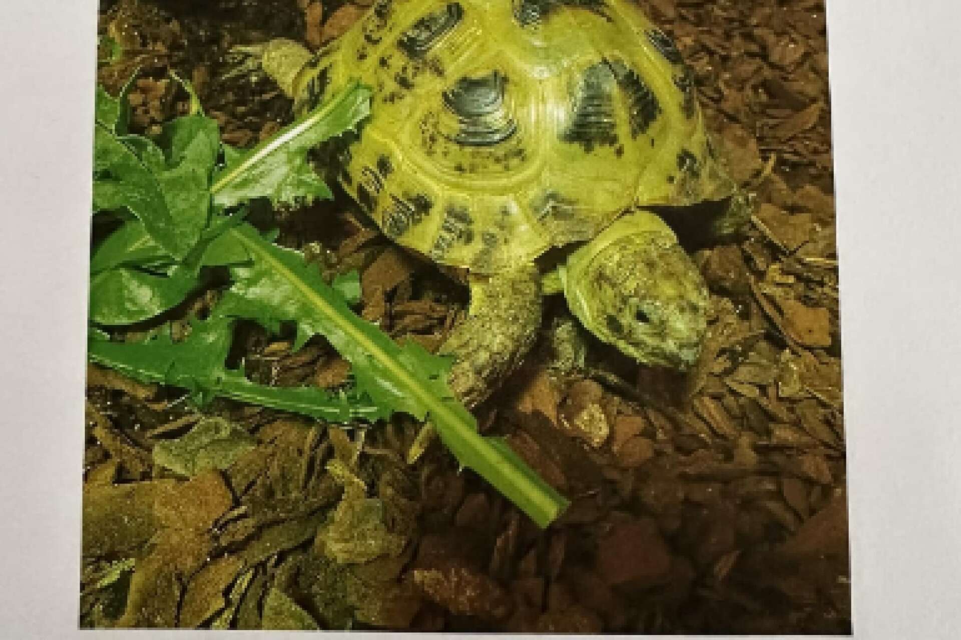 Den här sköldpaddan försvann från ett villaområde i Äng Ed förra veckan och är fortfarande på rymmen.
