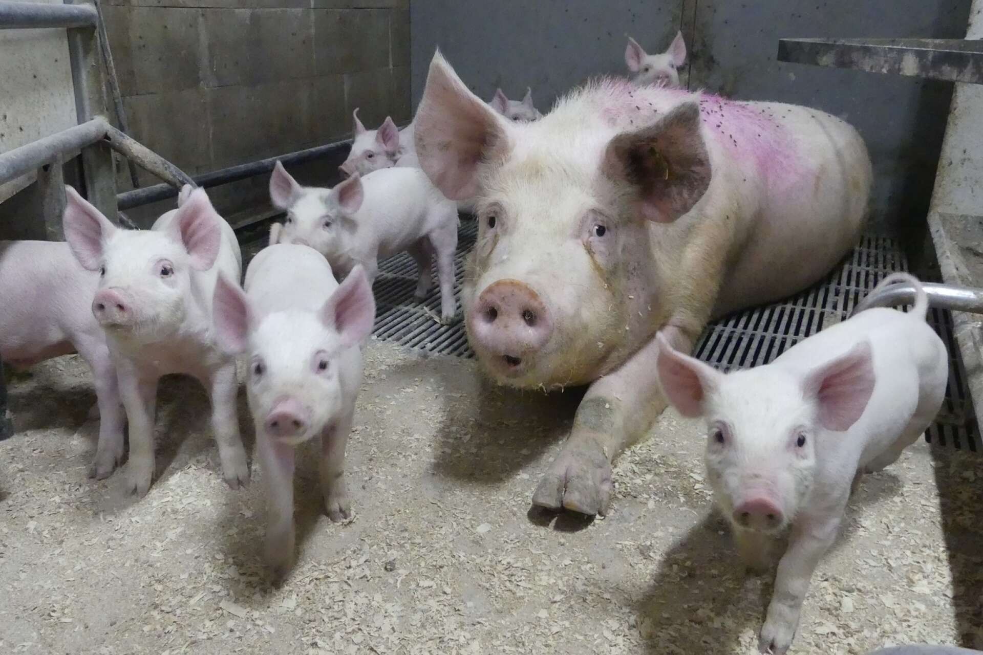 De här nyfikna griskultingarna är 4,5 veckor gamla.
