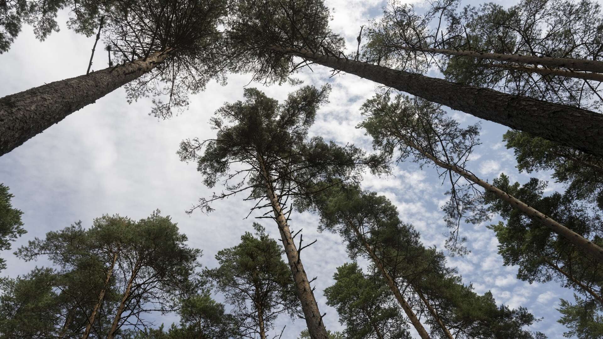 Förslagsvis skulle man kunna utveckla liknande system där man ekonomiskt kompenseras för att avsätta skog till biologisk mångfald, skriver Erik Forsberg och Daniel Andersson.