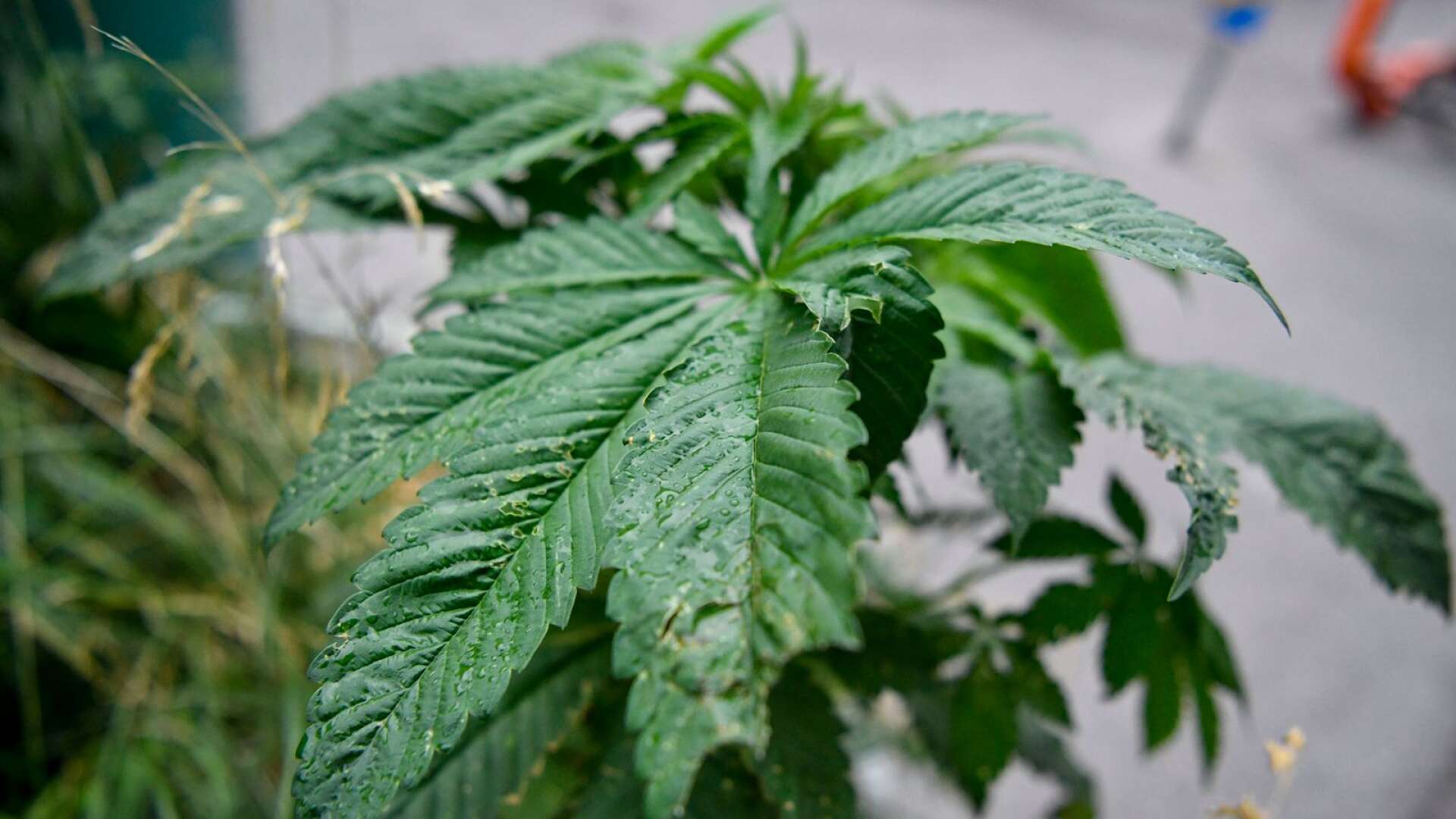 22 cannabisplantor beslagtog från mannens bostad i augusti förra året. Dock inte denna planta. Genrebild.