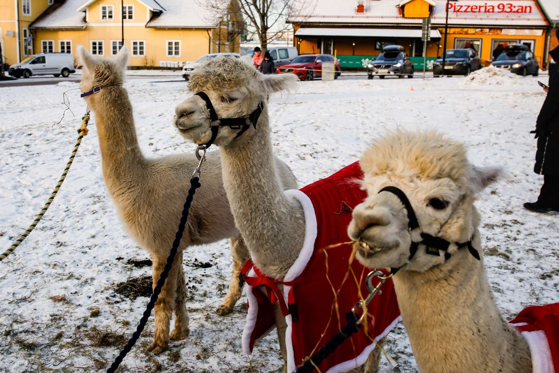 Vilka sötnosar. Alpackorna Apollo, Helius och Castor, dök upp på julmarknad i Charlottenberg.
