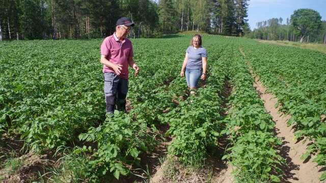 1250 kg sättpotatis har Alma fått ned i gården Gatans potatisvänliga jord, och Göran Kjellberg delar gärna med sig av sina råd från mångårigt potatisodlande i Esbjörbyn.