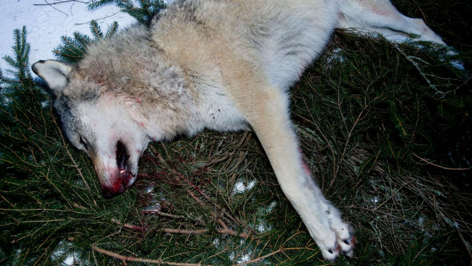 Den illegala jakten på varg är ett allvarligt problem, och den tycks ha ökat sedan man började med licensjakt, skriver Torbjörn Nilsson.