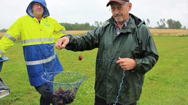 Johnny Augustsson och Bengt Onsjö visar att kräftfisket är igång för fullt.