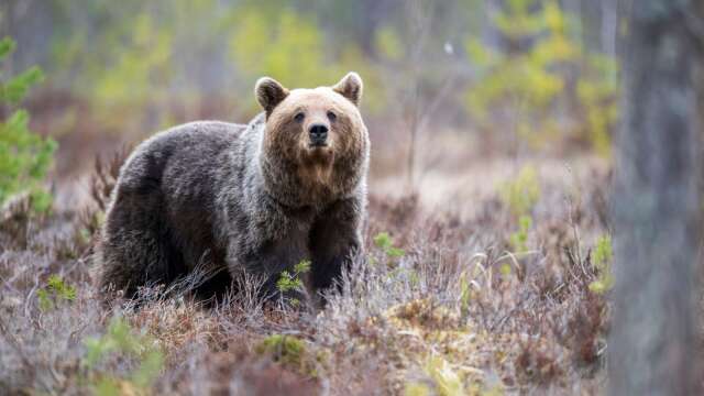 En björnhona med tre ungar uppges ha anfallit en jägare i norra Värmland, varvid jägaren sköt björnen. Björnen på bilden är en annan.