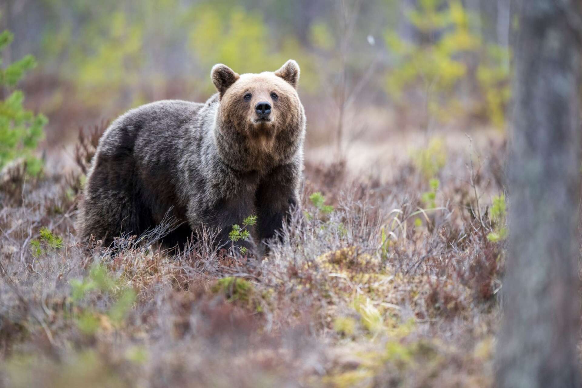 Max tre björnar får fällas i Värmland 2023. Genrebild.