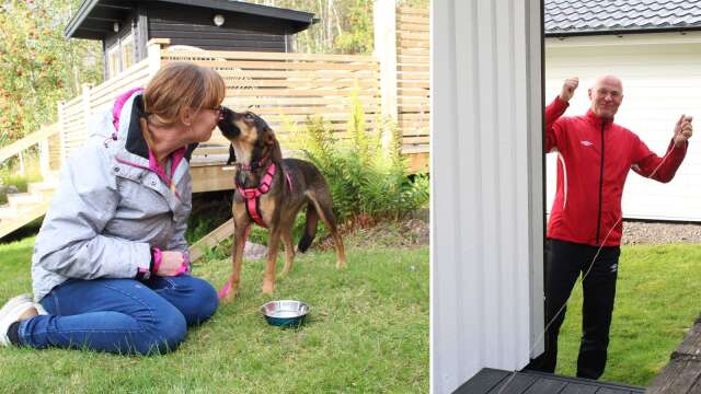 Hunden Seni var borta i en vecka. Stefan Gunnarsson lyckades fånga in henne med en hemgjord fälla.