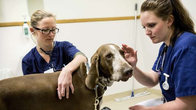 ”Djursjukvård är viktig. Sett ur ett beredskapsperspektiv är den vital.”