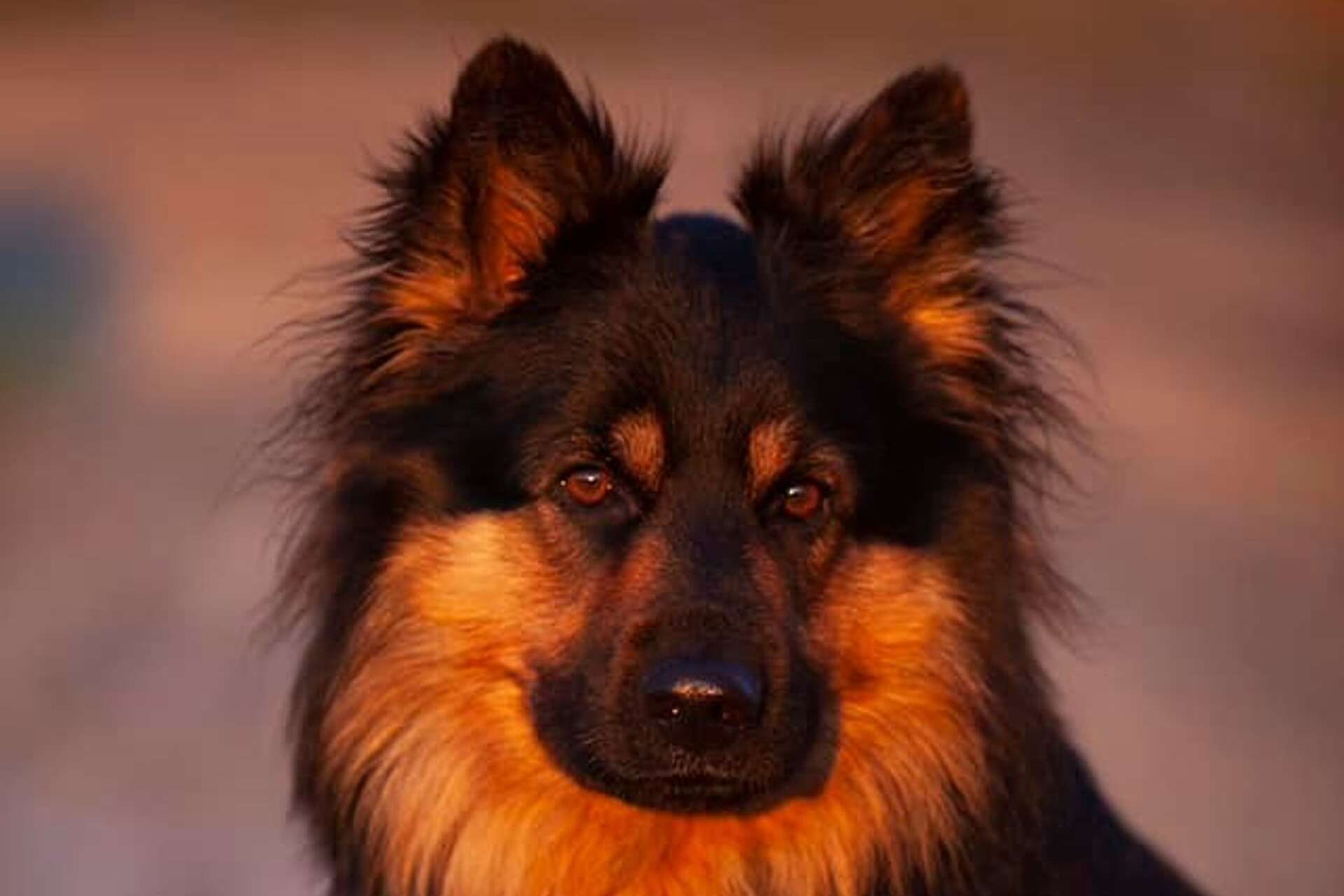 ”Buzter 2,5 år och är en Chodsky pes”