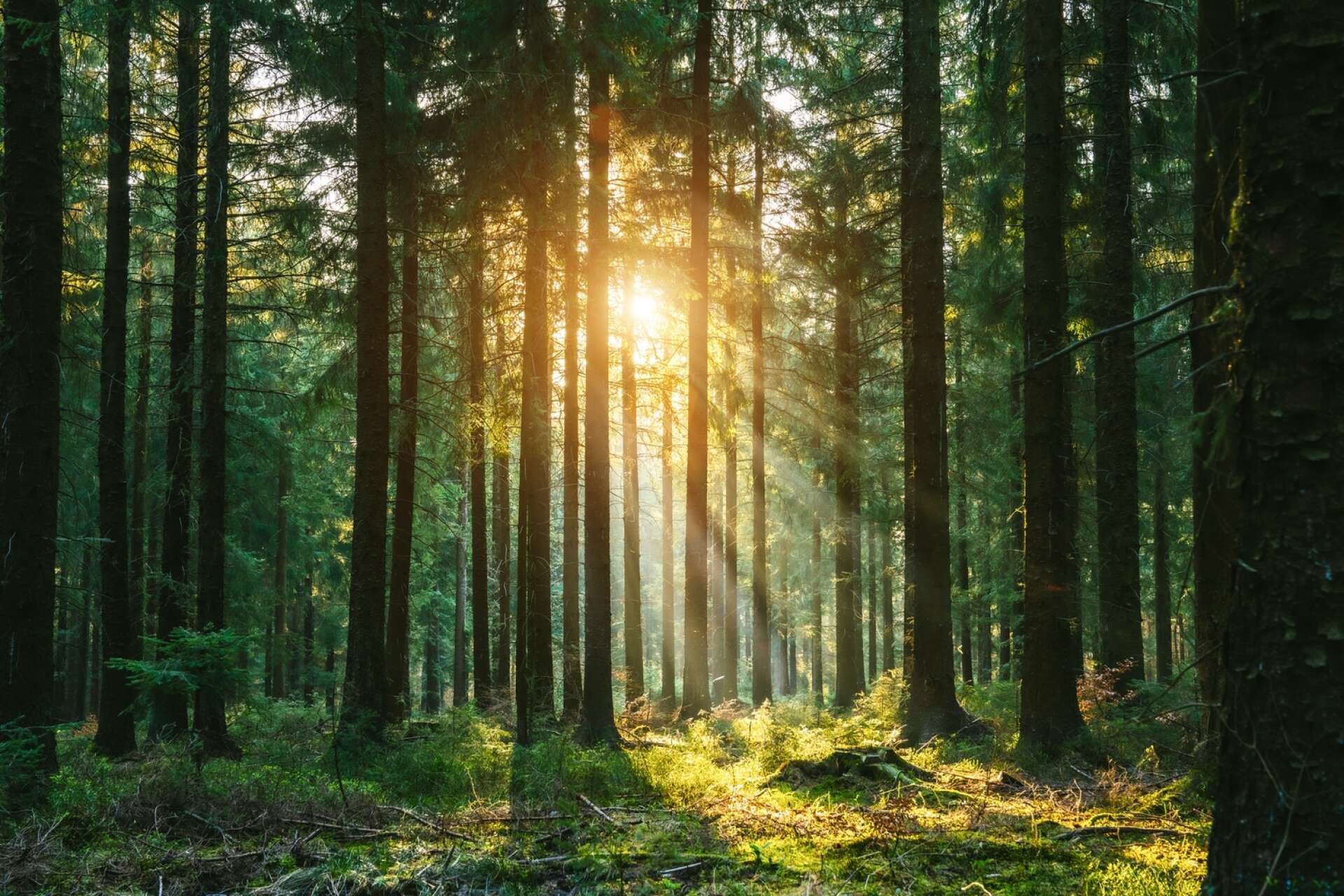 En färsk rapport från Skogsstyrelsen visar att det saknas stöd för flera klimatanpassningsåtgärder.