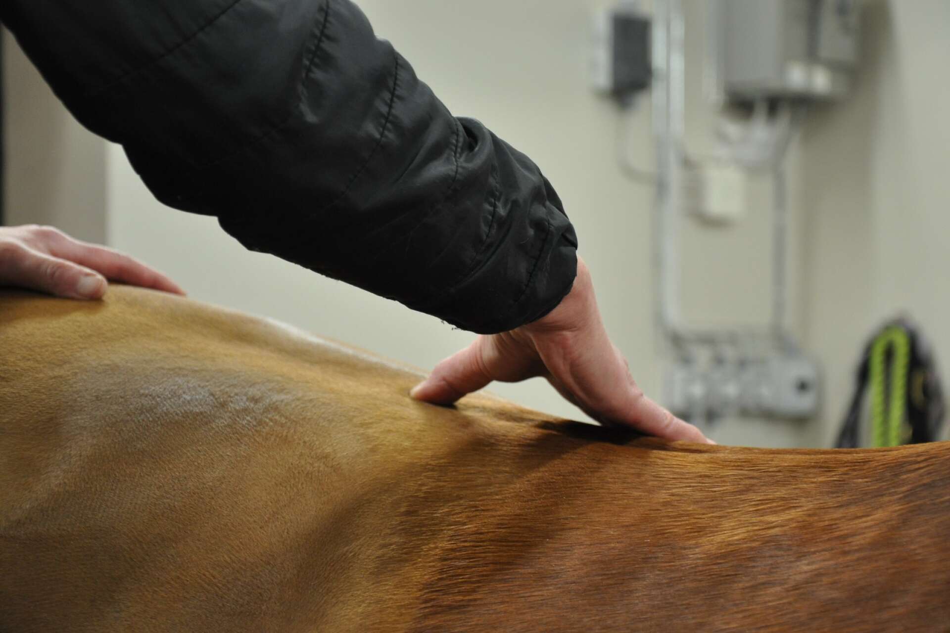 Charlotta Lindgren, equiterapeut på kliniken, använder bland annat kiropraktik för att mjuka upp hästens vävnader.