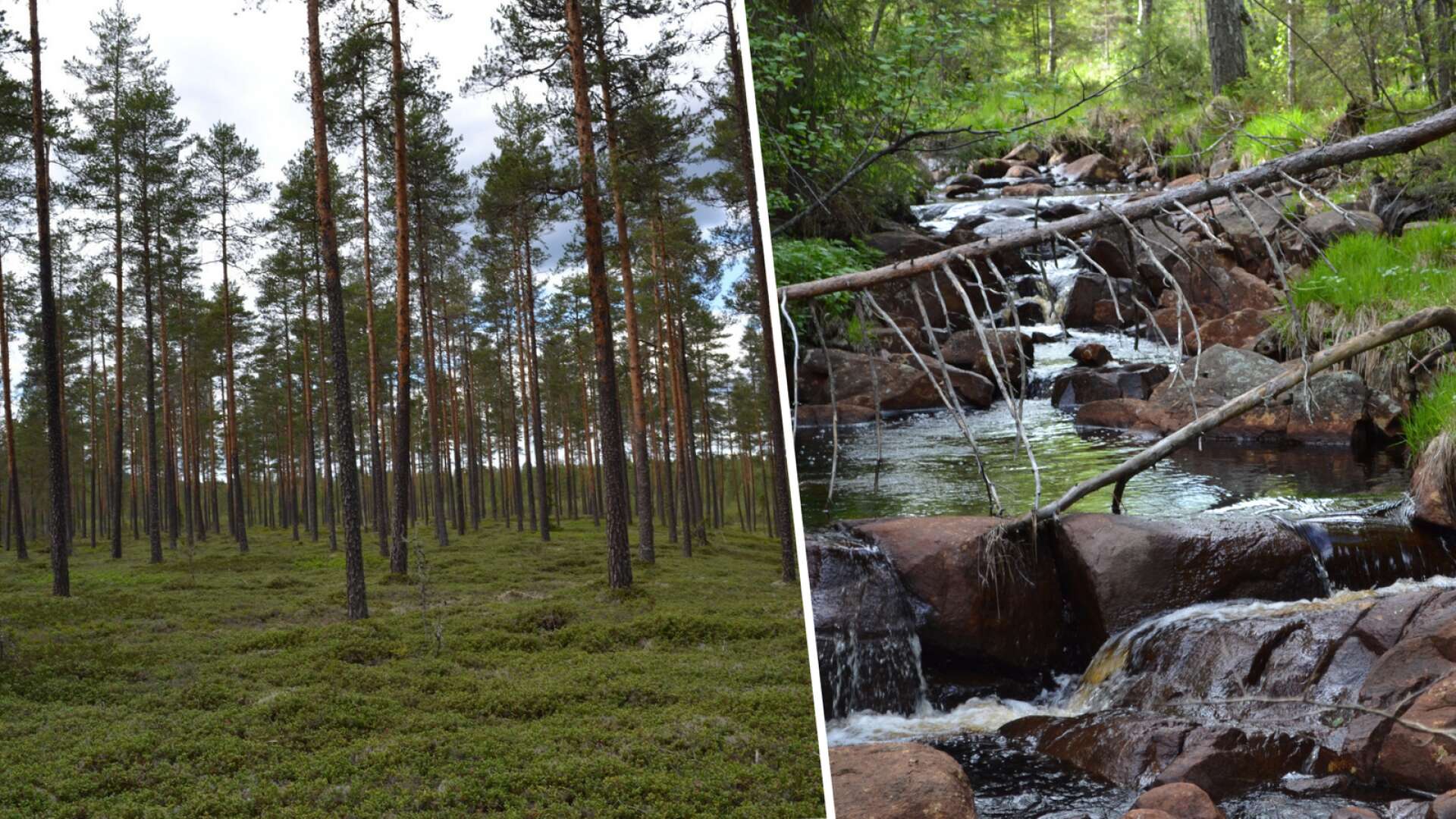770 hektar: ”Ovanligt att vi får in så stora skogsfastigheter”