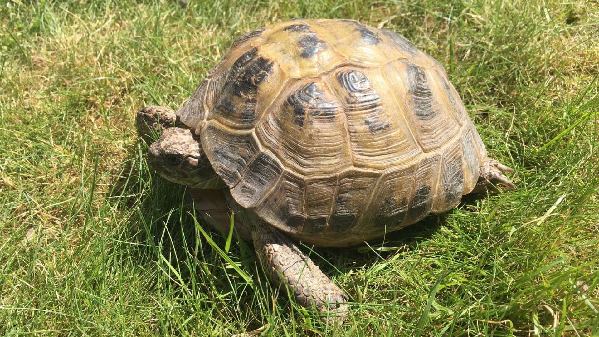 Sköldpaddan Musse har varit försvunnen i mer än en vecka. Nu vädjar familjen Nyholm att allmänheten ska höra av sig om man hittar en sköldpadda i Karlstad.