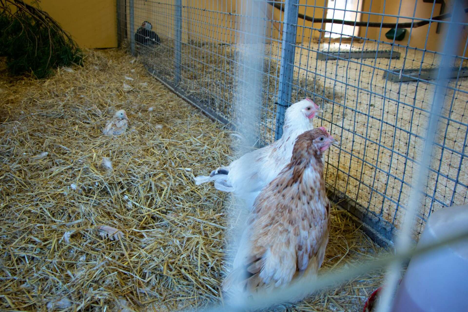En kyckling föddes lagom till påsk och har två hönsmammor som delade på ruvningen av ägget, men hjälps åt även efter kläckningen.