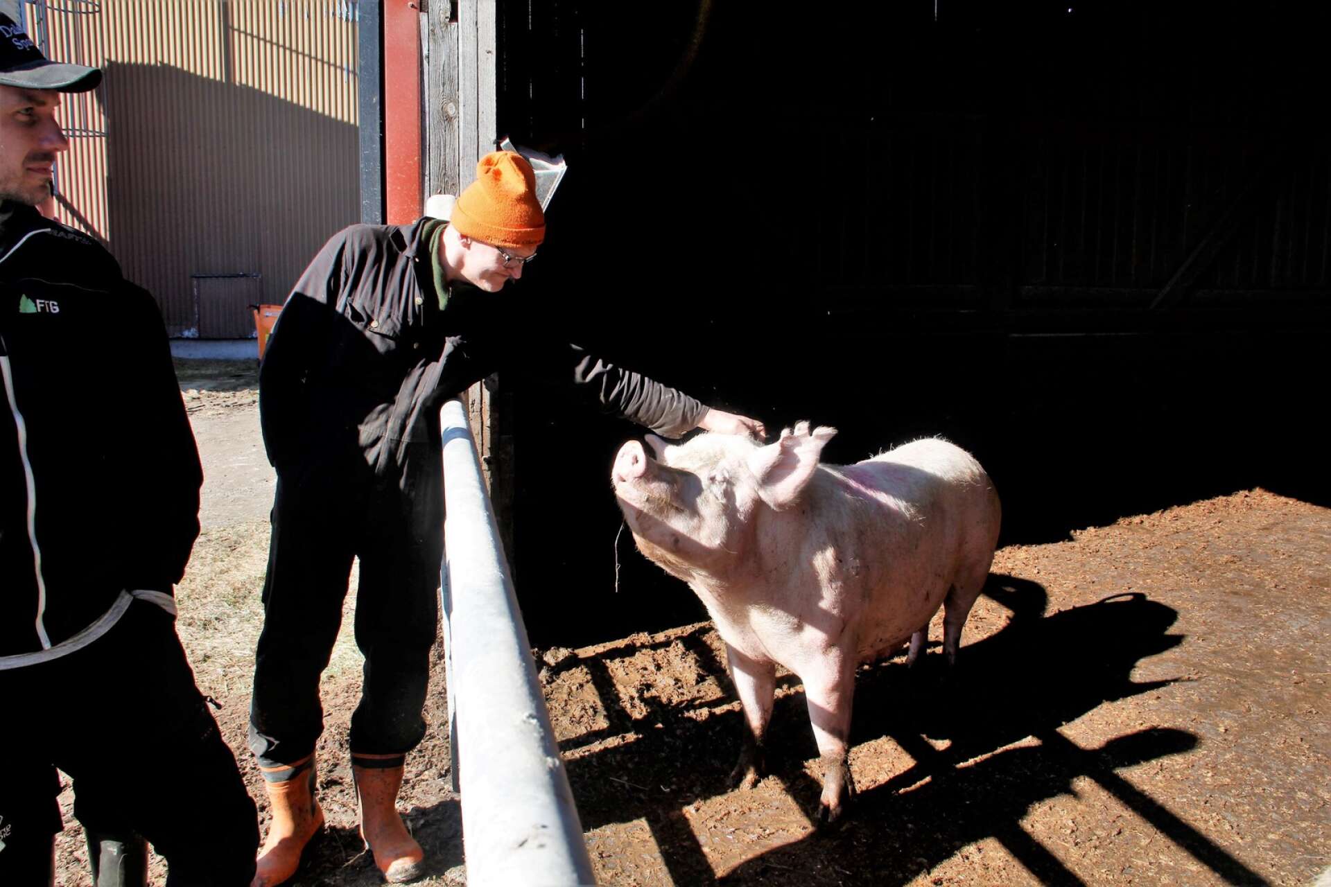 Sven Callenberg har mångårig erfarenhet av att jobba med grisarna på Tollebols gård.