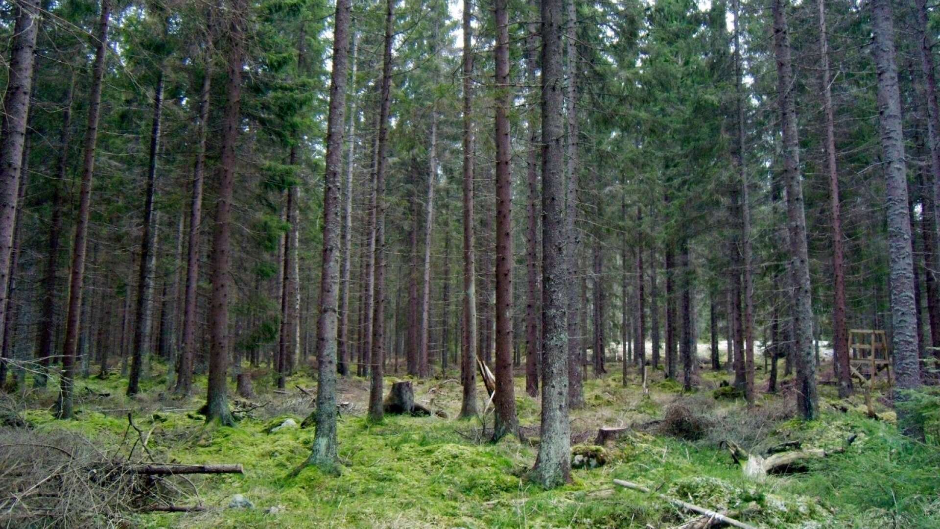 Vi är medvetna om att angrepp i skyddade områden kan påverka enskilda skogsägare men vi hanterar dem utifrån det syfte och den lagstiftning som finns för området, skriver Kerstin Ström.