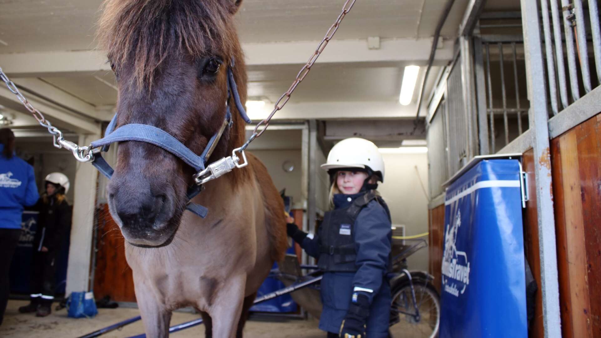 Kanske är hästar något för dig? Under sportlovet har du chansen att testa. Hilda Johansson hängde med ponnyerna på Åmåls Travskola under sportlovet 2021.