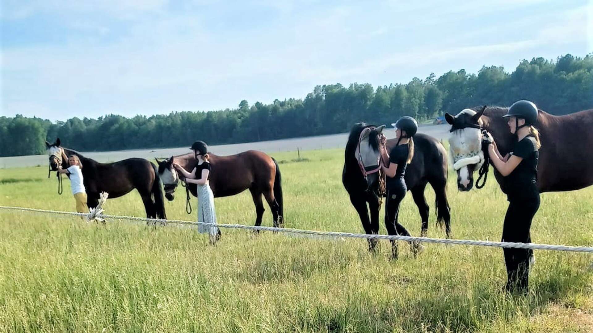 En idyllisk syn när hästarna släpps ut på sommarbete.