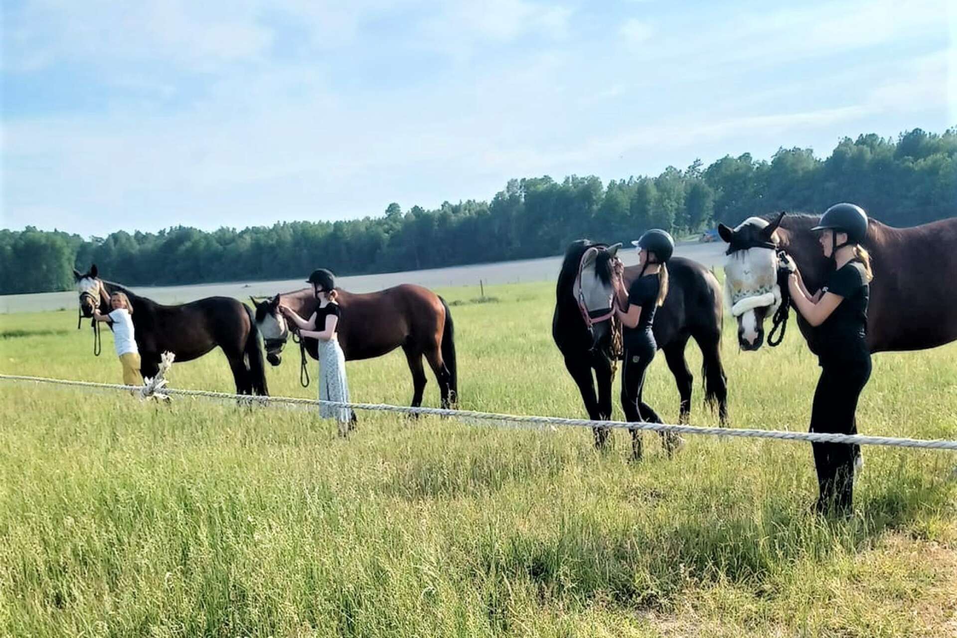 En idyllisk syn när hästarna släpps ut på sommarbete.