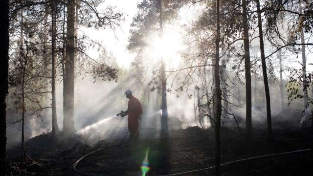 Cirka 12 500 kvadratmeter skogsmark brann i Bengtsfors kommun förra året. 