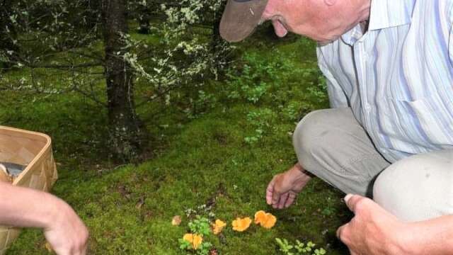Bo Kindbom i Moholm är svampälskare. Här plockar han kantareller.