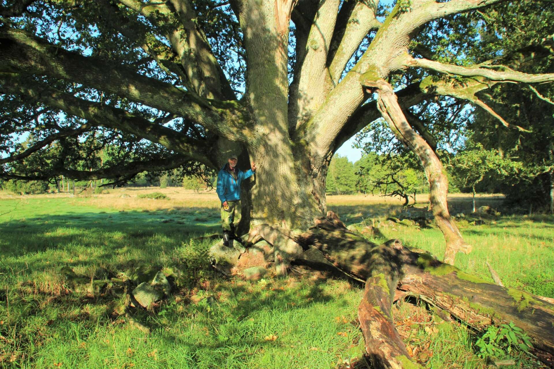 Grästorps största träd, eken i Tängs prästgårds hagar. Att stå vid den kan få vem som helst att känna sig liten.