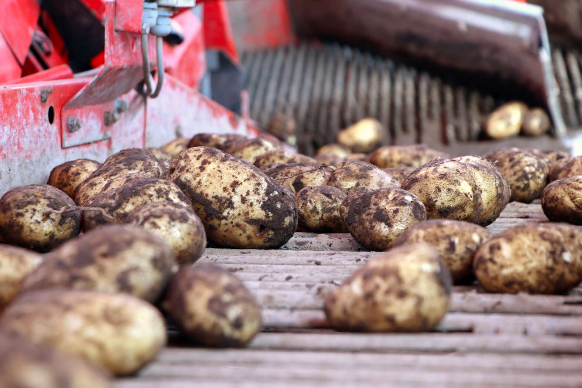 Potatisen säljer han hemmavid, på olika marknader i närområdet och på torget i Tibro.