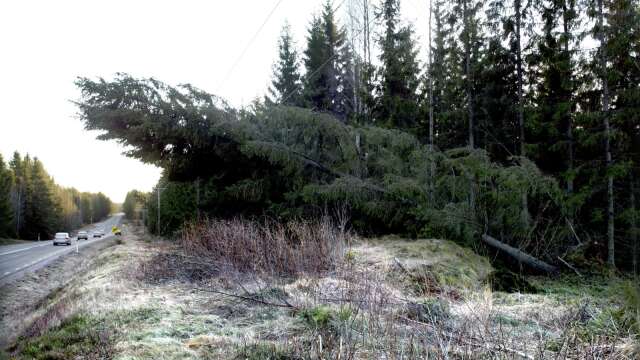 Träd föll ner över flera vägar i Dalsland under fredagens blåsväder. Men inga personskador har rapporterats in, enligt polisen. (Arkivbild).