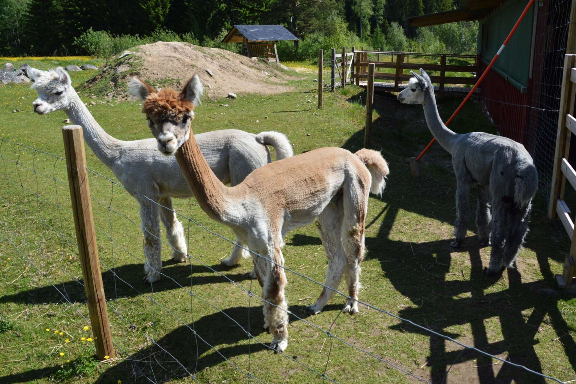 Vallarnas alpackor är ett av besöksmålen under Upptäckardagen.