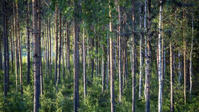 Stora Enso får böta 75 000 efter att ha avverkat träd i ett naturreservat.