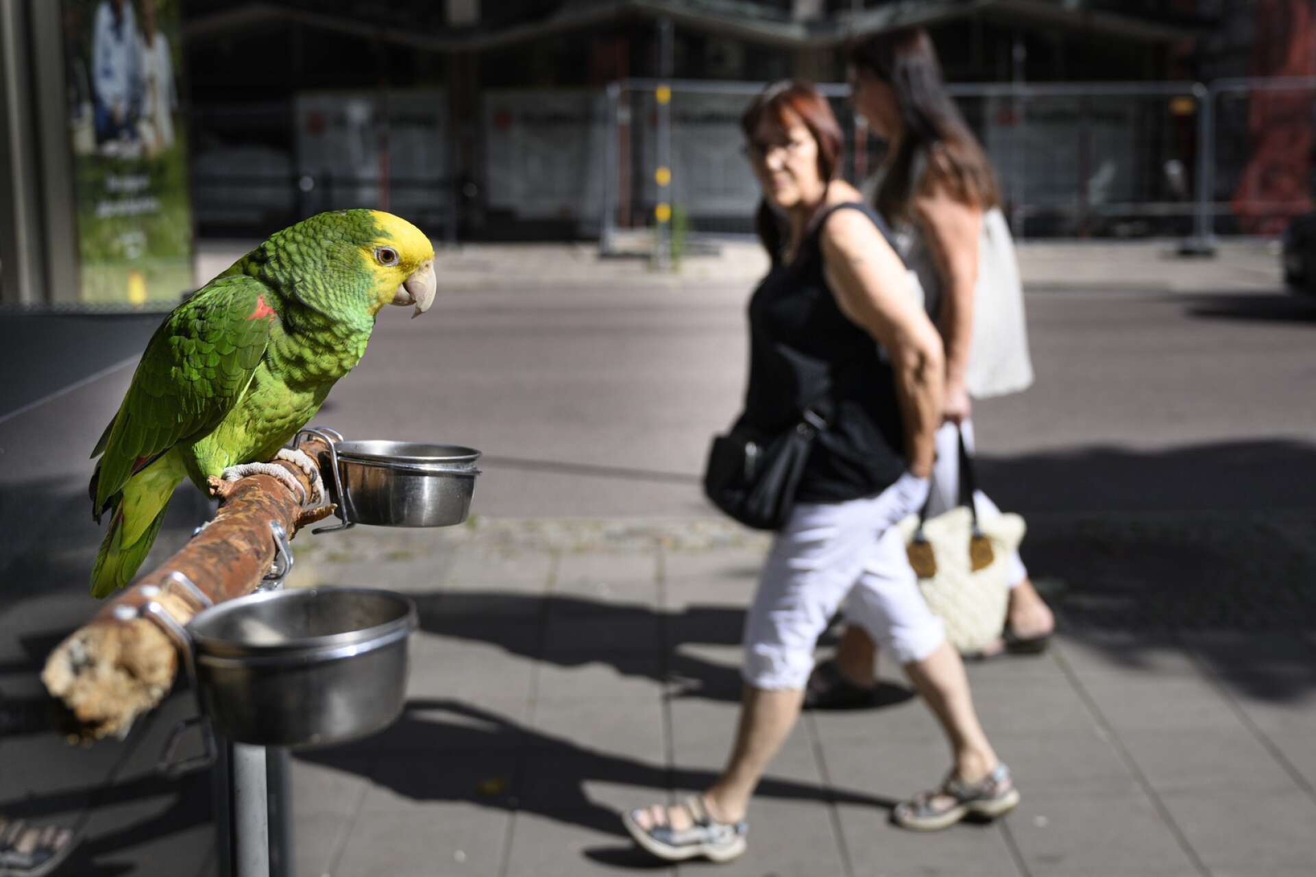 Papegojan Lollo får folk att stanna upp på Drottninggatan. 