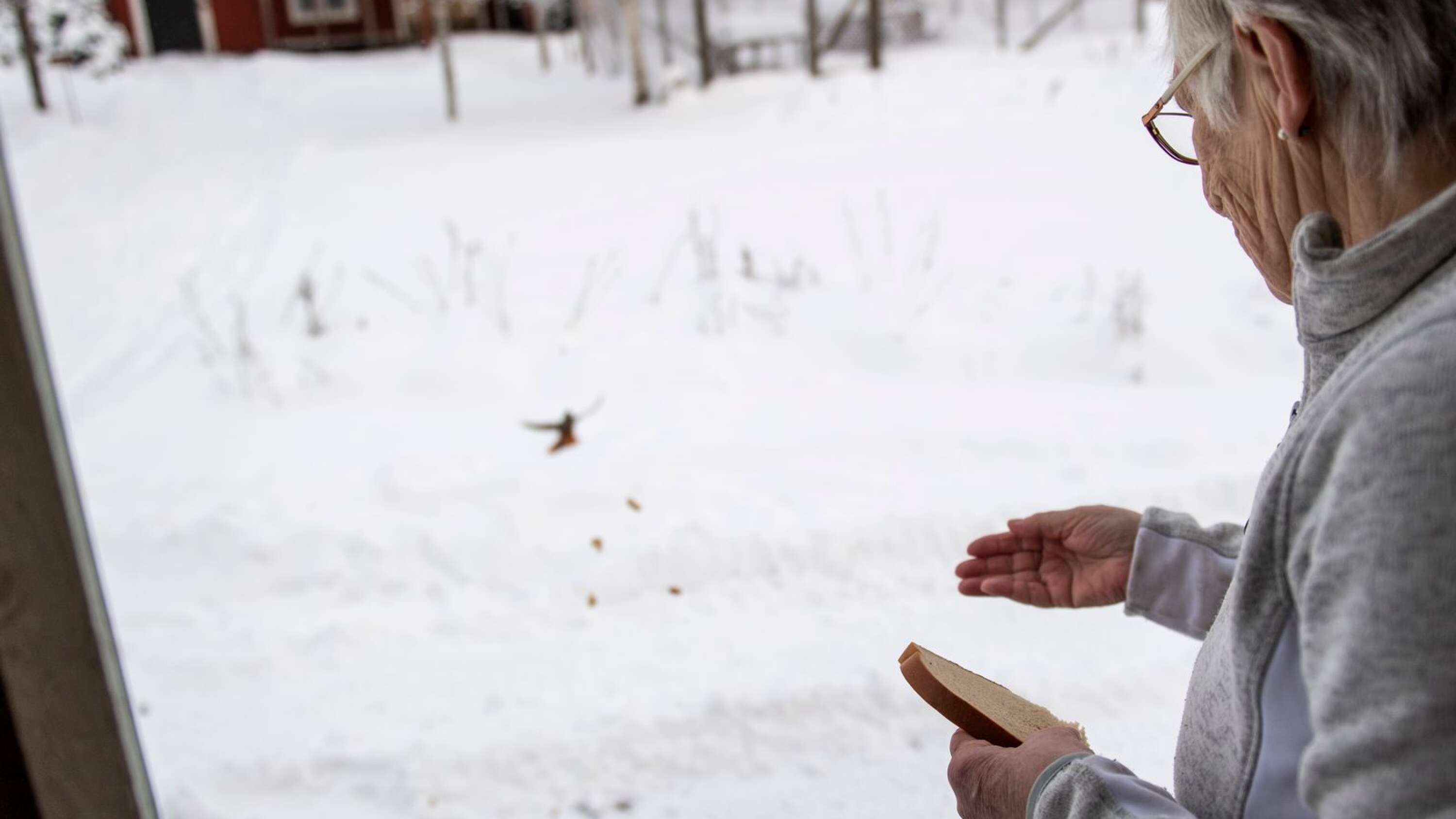 Flera gånger om dagen matar Siv Östby lavskrikorna. När hon slänger ut bröd dröjer det inte länge fören hon har fåglarna hos sig.