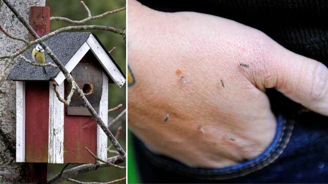 ”Kan kanske betraktas som en förebyggande åtgärd som kan lindra i områden där myggen kläcks”