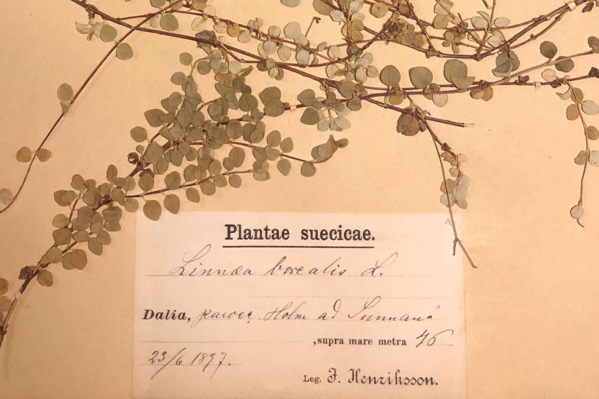 Av de cirka 2 800 växterna är ca en fjärdedel insamlade i Dalsland, resterande bytte Henriksson till sig. 