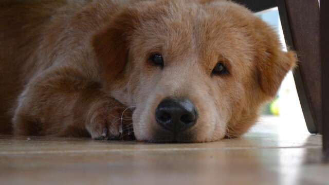 Mag- och tarmproblem bland hundar är den vanligaste orsaken till att djurägare behöver söka veterinärvård, enligt försäkringsbolaget If. Bild: If.