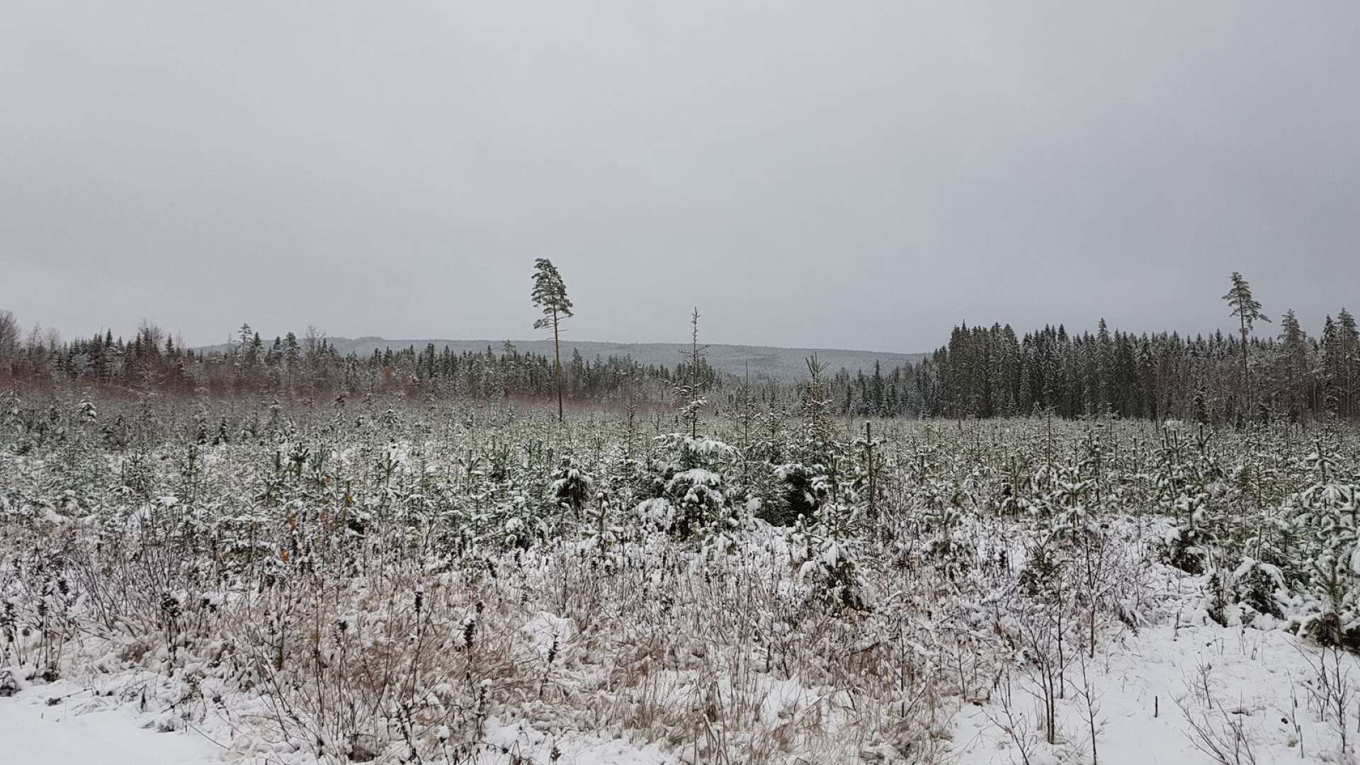 Störst chans till snö finns i den nordligaste delen av Värmland.