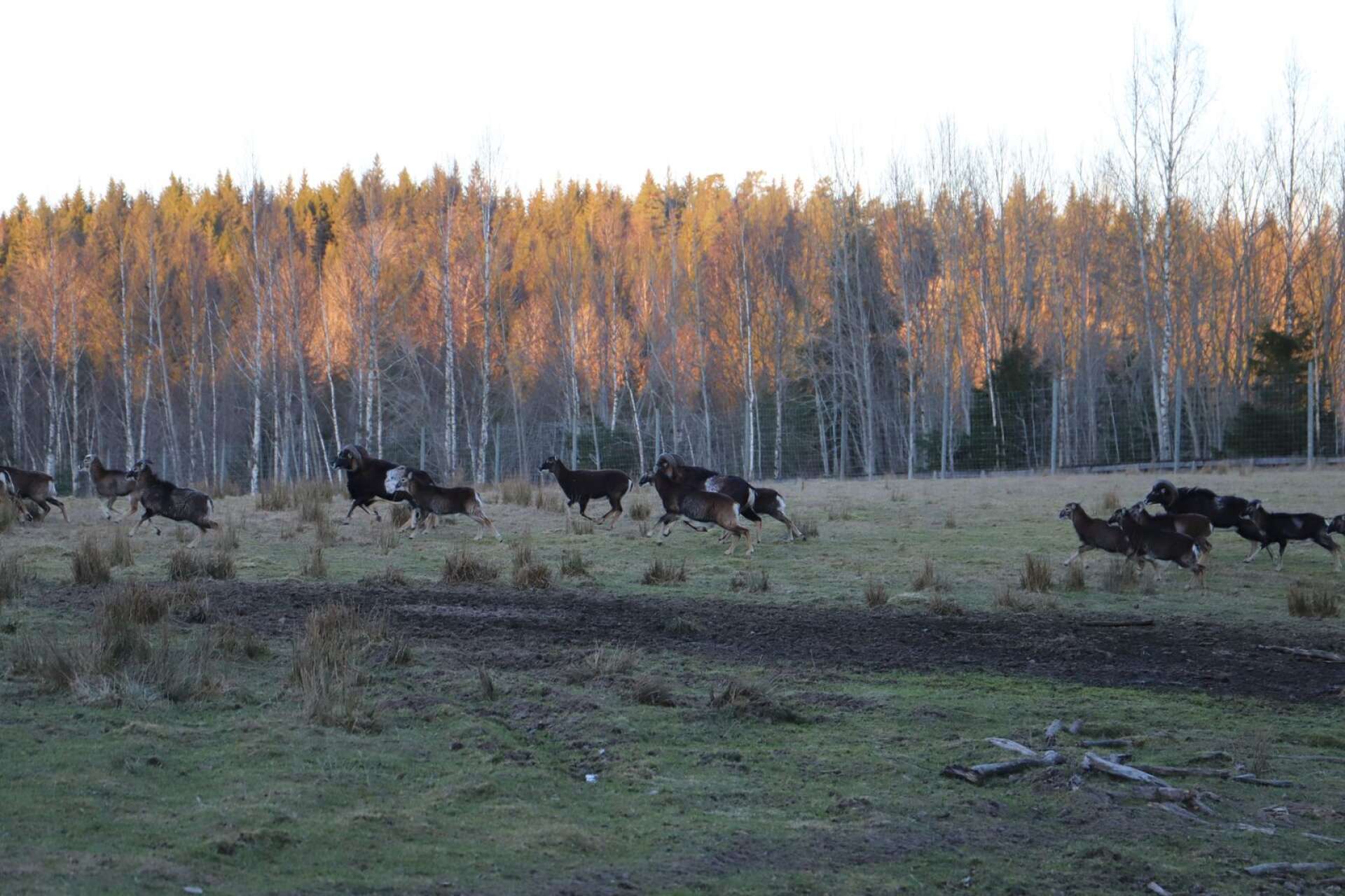 Flocken med mufflon i hägnet hos Dalslands vilt
