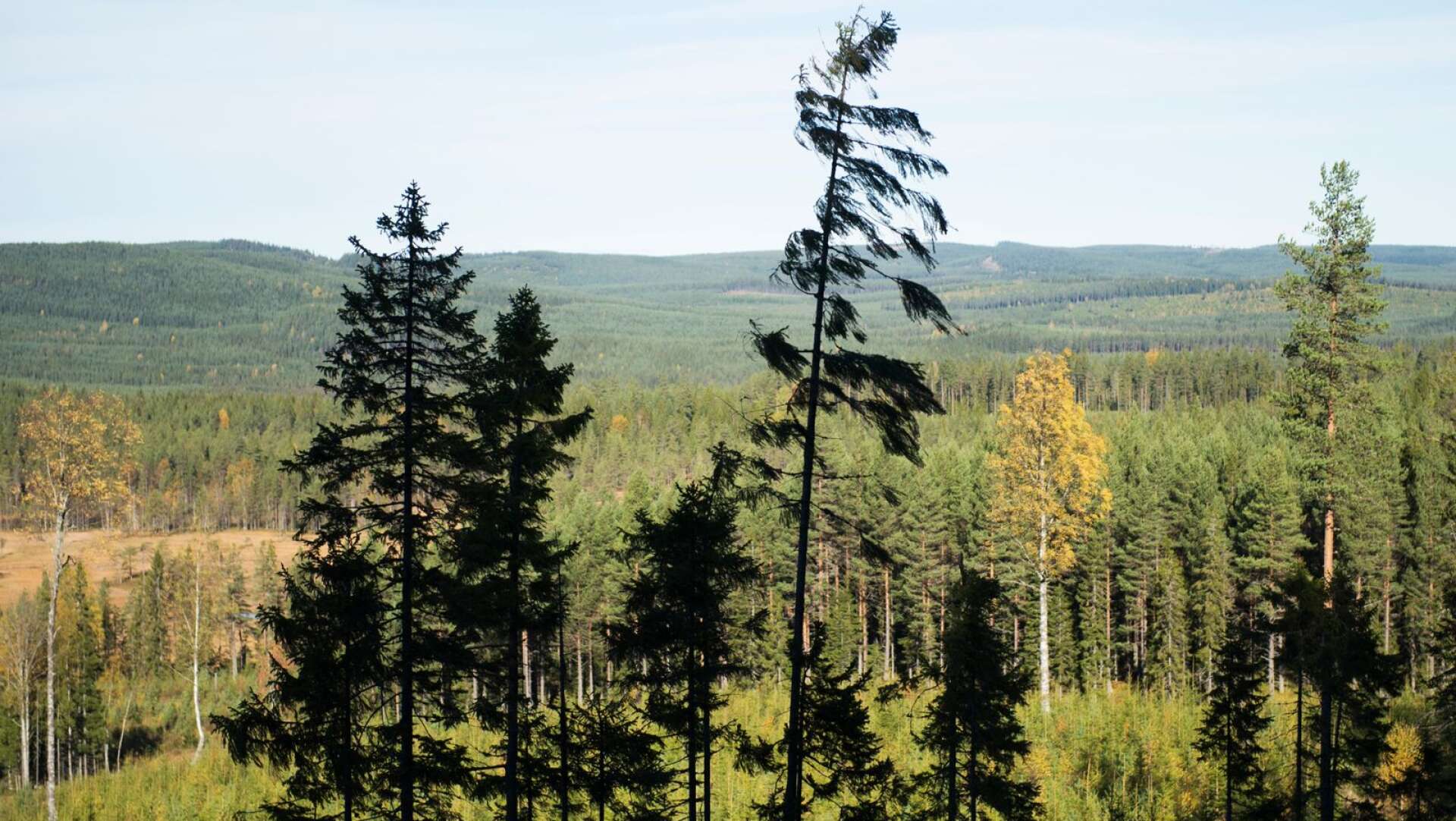EU-förslaget om restaurering av natur är trots sin lovvärda ambition ett direkt hot mot Sveriges gröna näringar, skriver Jessica Polfjärd och Maja Sveder (M).