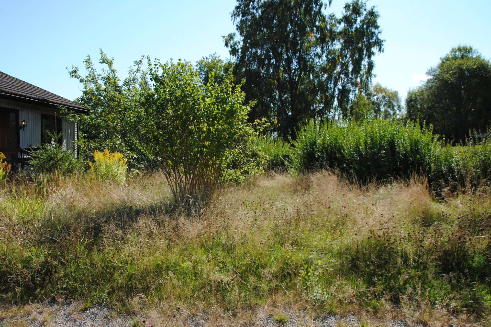 En igenväxt tomt i Bengtsfors, som uppenbarligen lämnats åt sitt öde.