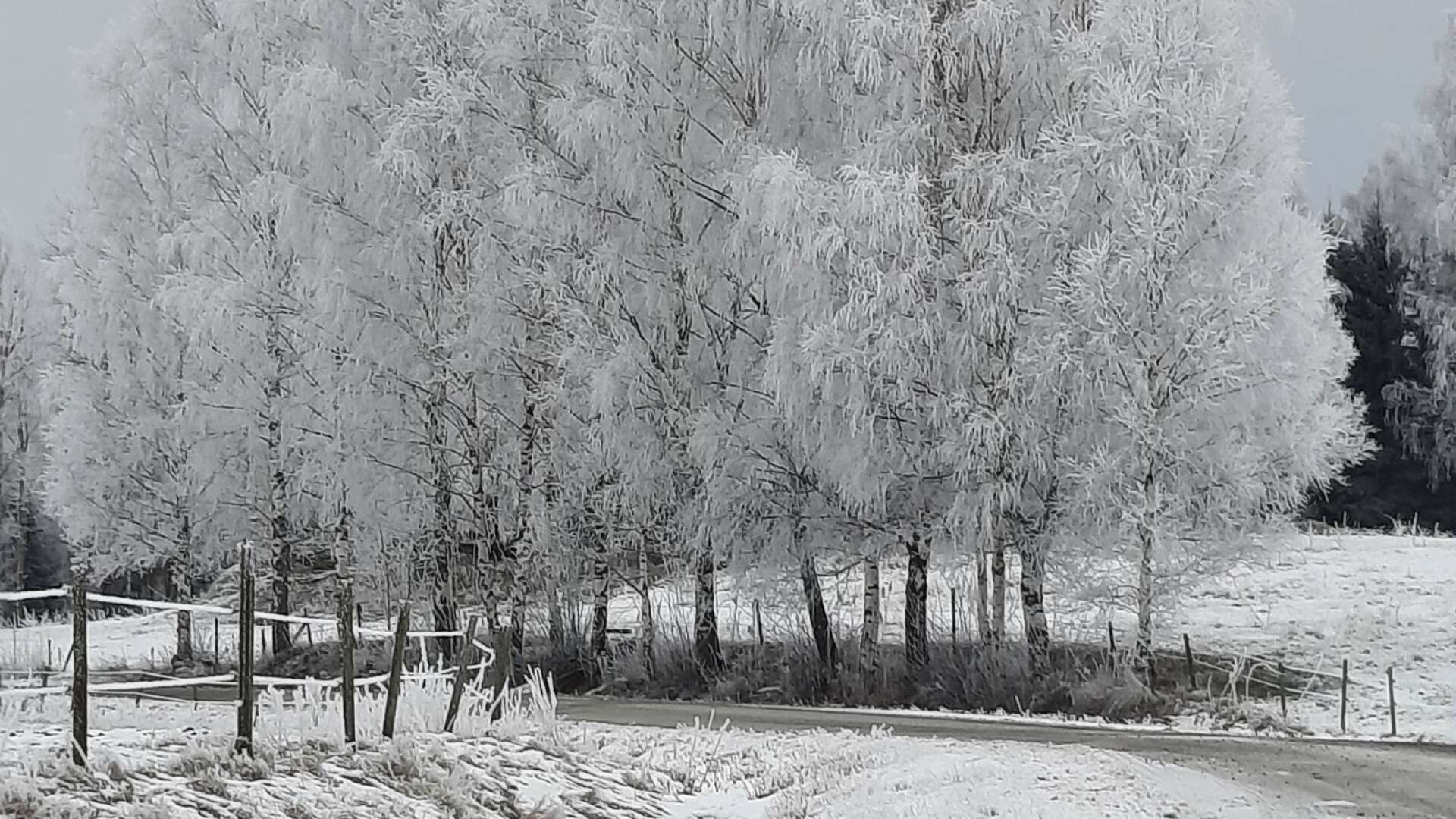 En grå och frostig dag i Januari, västra Kila. Bilden är tagen av Anna-Karin Johansson.